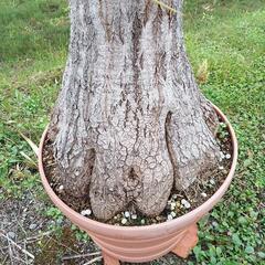 お話し中／大きなトックリラン