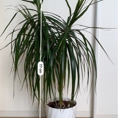 観葉植物：ドラセナ約80cm