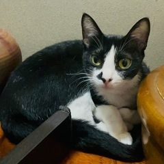 【大切に育てて頂ける方へ】猫 ネコ メス 1歳3ヶ月 とっても可愛いですよ(*^◯^*)の画像