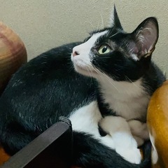 【大切に育てて頂ける方へ】猫 ネコ メス 1歳3ヶ月 とっても可愛いですよ(*^◯^*) - 札幌市