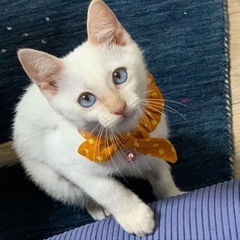 ブルーアイの綺麗な白猫くん💓