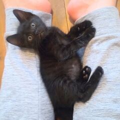 まっすぐ長いしっぽに艶々な毛並みが美しい黒猫ちゃんです