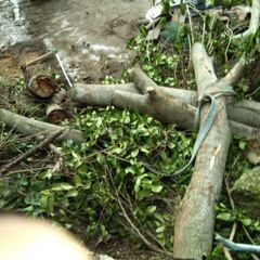 木を伐りました。キャンプ、薪ストーブの薪等にどうですか。