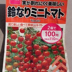 鈴なりミニトマトの苗