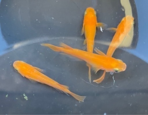 楊貴妃紅帝メダカ稚魚10匹 成田泰司 畠田のその他の中古あげます 譲ります ジモティーで不用品の処分