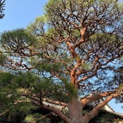 植木の事おまかせください！