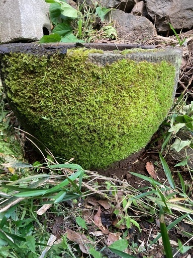 　石臼　苔　苔のついた石臼　