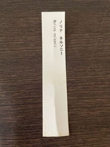 【庭木　常緑　観葉】ノリナネルソニー