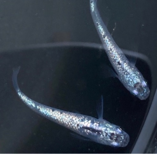 めだか販売 めだかすくい ウーパールーパー販売 Marukyo 多度のその他のイベント参加者募集 無料掲載の掲示板 ジモティー