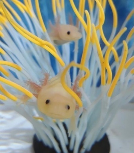 めだか販売 めだかすくい ウーパールーパー販売 Marukyo 多度のその他のイベント参加者募集 無料掲載の掲示板 ジモティー