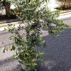 オリーブの鉢植え