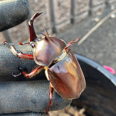 ◆栃木県産　カブトムシ♂1（未使用）②