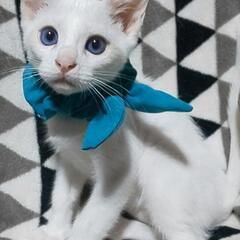 青い目の美しい白猫ちゃん　オス