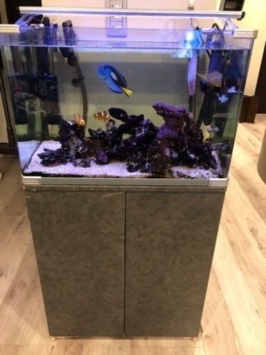 熱帯魚フルセット 海水魚 Alba Com Gt