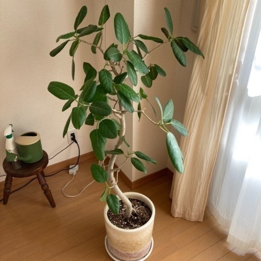 ベンガレンシス（高さ約115㎝）観葉植物