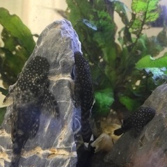 熱帯魚❗️ブッシープレコ(2〜4cm）