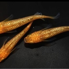 メダカウーパールーパー Marukyo 多度のその他の中古あげます 譲ります ジモティーで不用品の処分