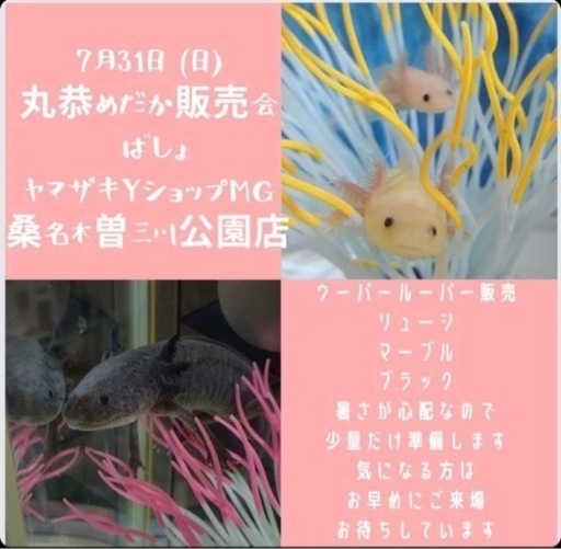 メダカウーパールーパー Marukyo 多度のその他の中古あげます 譲ります ジモティーで不用品の処分