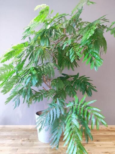 【観葉植物】エバーフレッシュ 150cm