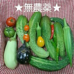 ★無農薬★11種の夏野菜セット