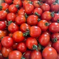 露地栽培のミニトマト 無農薬 1kg