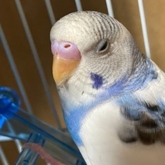 ☆お話中です☆セキセイインコ　可愛がって下さる方に - 網走郡