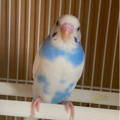 ☆お話中です☆セキセイインコ　可愛がって下さる方に