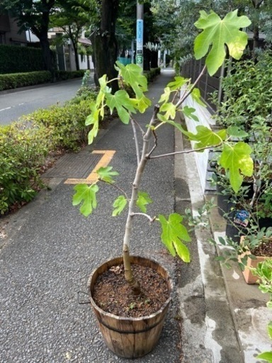いちじく苗木　果樹