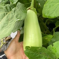 佐波川野菜 無肥料無農薬野菜 夏野菜とかいろいろ