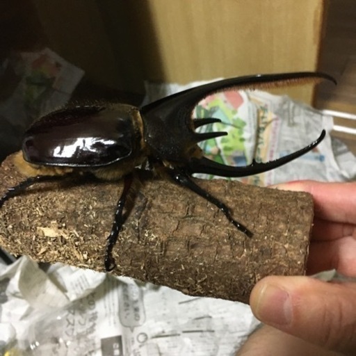 特大ネプチューンオオカブト 特大ネプチューンオオカブト