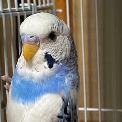 ☆お話中です☆セキセイインコ　可愛がって下さる方に - その他