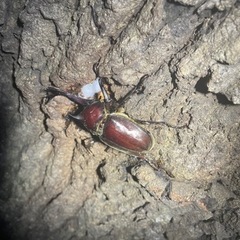 カブトムシ　ノコギリクワガタ　ペア　