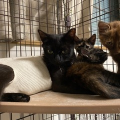 黒猫と仔猫を4匹保護してます。どなたか、一緒に暮らしてあげて下さい。
