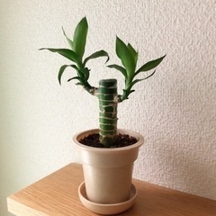 観葉植物　キングバンブー⑤　20cm　ナチュラルカラーの2号の鉢...