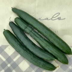 野菜🥒