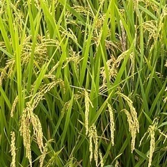 兵庫県産　ヒノヒカリ100％玄米　無農薬野菜一品付　令和3年秋産