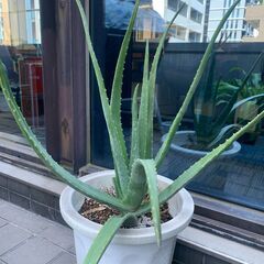 【植物】アロエベラ　大型