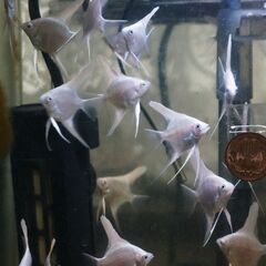 プラチナエンゼルフィッシュ　稚魚１０匹