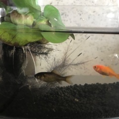 金魚小赤2匹＋ホテイ葵2
