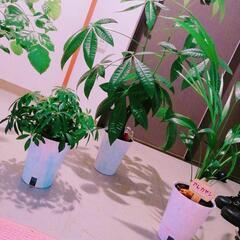 観葉植物詳しい方教えてください。