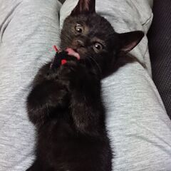 急募🆘可愛い黒の子猫です - 猫