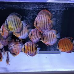 ななもり。 りすたーと りめんばー 莉犬 Realizeワイルド ディスカス