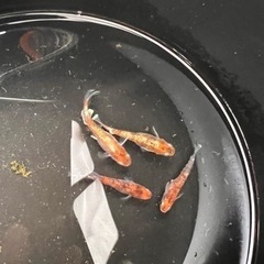 伊万里焼火鉢染付窓絵手渡し直接取引