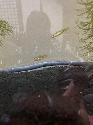 雷魚 カムルチー ワイルド個体 稚魚 幼魚 まふてぃ 一宮のその他の中古あげます 譲ります ジモティーで不用品の処分