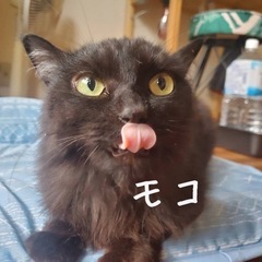 【里親さん決定】モコ　黒猫長毛　2022.7.30