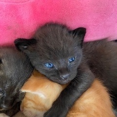 7月7日七夕生まれの子猫ちゃん達