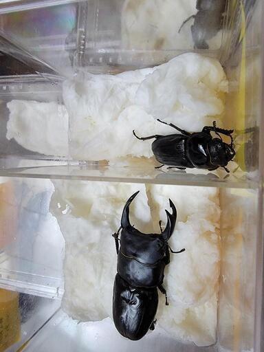 オオクワガタ 能勢SR血統 新成虫