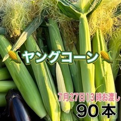 ヤングコーン 90本