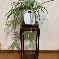 🪴観葉植物　ナカフオリヅルラン　1