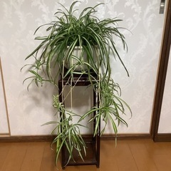 🪴観葉植物　ナカフオリヅルラン2